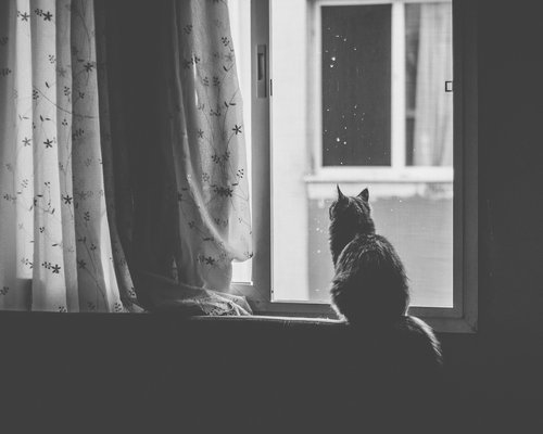 Person taking a peaceful break from work, looking out a window with plants
